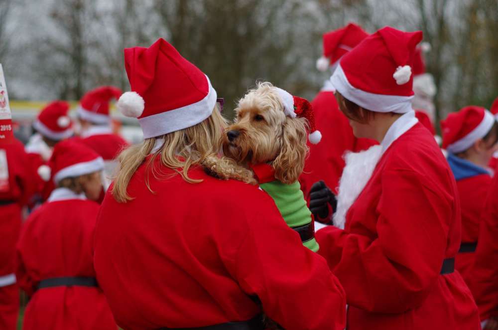 A group of people wearing red Santa suits, with one holding a dog dressed as an elf